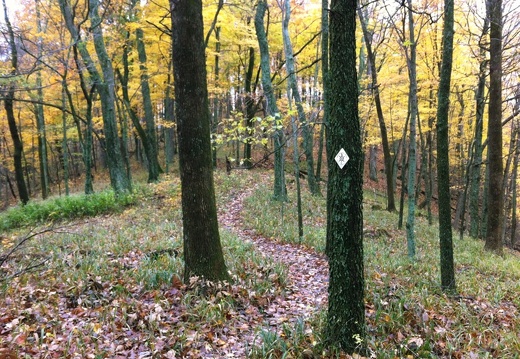 Sheltowee Trace, south of Clear Creek Furnace